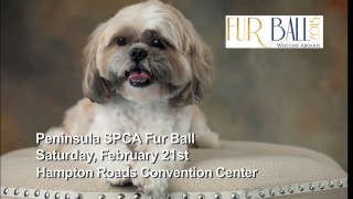 Peninsula SPCA Fur Ball